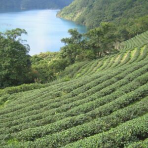 翡翠茶園-採茶趣