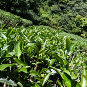 翡翠茶園-採茶趣a