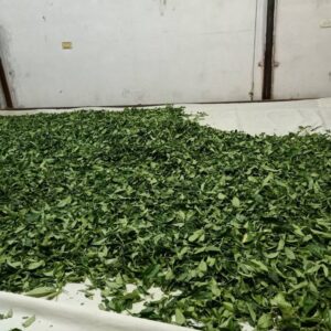 翡翠茶園-採茶趣b